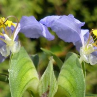 Commelina undulata R.Br.